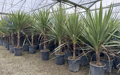 cordyline indivisa